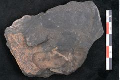 Foto (Detailansicht) von Plantae indet.  (NHMW-GEO-2024-0188-10262)